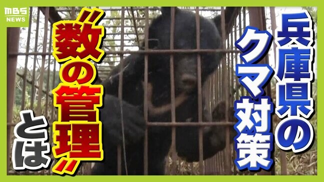 兵庫県では今年度『クマの狩猟禁止』 理想の対策?兵庫県の"数の管理"とは 被害相次ぐ全国では難しい部分も「予算・人材・体制など不十分」と専門家|TBS NEWS DIG