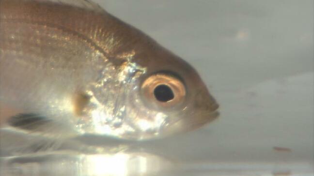 高級魚ノドグロに大豆イソフラボン? 98%がオスになる難題解決へ 県水産研究所挑む驚きの“メス化”作戦 富山|TBS NEWS DIG