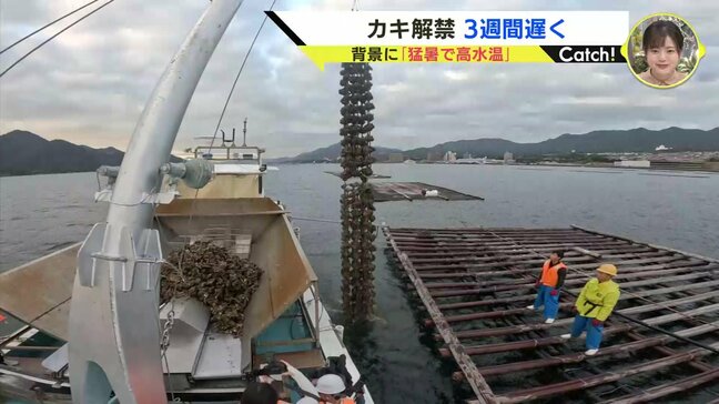 広島カキの水揚げ解禁「待ち遠しかった」猛暑などの影響で３週間遅れ　殻の大量発生を抑制　カキ加工の週休日設定も|TBS NEWS DIG
