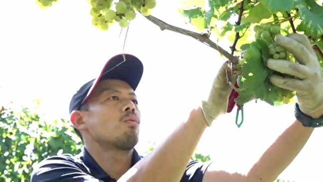 懸命な復旧作業が実り“能登ワイン”復活へ ブドウの収穫と醸造開始 石川・穴水町|TBS NEWS DIG
