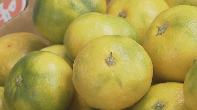 「非常に爽やかな味」　周防大島町特産「山口大島みかん」出荷始まる|TBS NEWS DIG