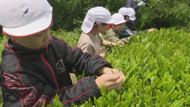 「味わって飲みたい」天龍村で地元特産の茶摘み 小中学生が体験 長野|TBS NEWS DIG