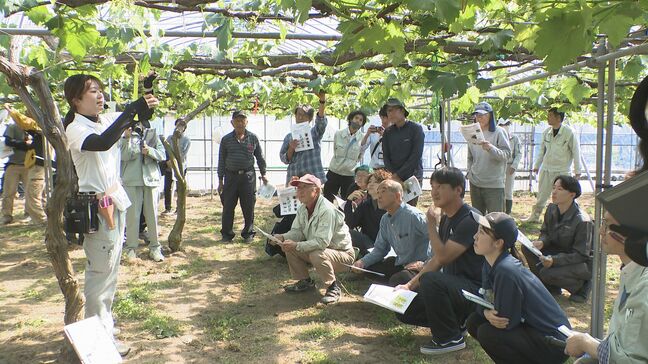 石川県が14年の歳月をかけて育成した高級ブドウ “ルビーロマン” 栽培講習会 2024年の初セリでは1房100万円|TBS NEWS DIG