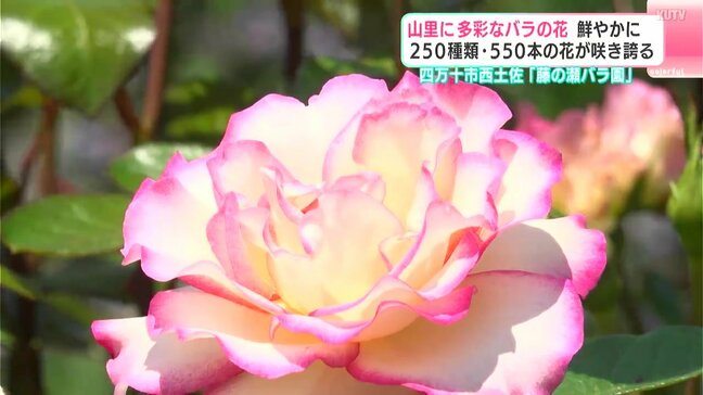 山里に多彩なバラの花　賑やかに250種類・550本の花が咲き誇る　四万十市西土佐「藤の瀬バラ園」|TBS NEWS DIG