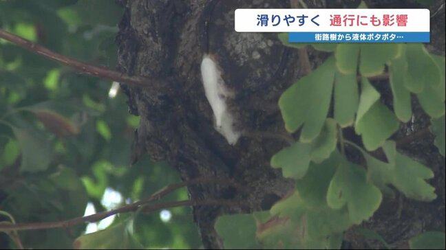 街に漂う「カブトムシの虫かごみたいな臭い」　原因は街路樹のイチョウに起きた「非常に珍しい状況」　熊本|TBS NEWS DIG
