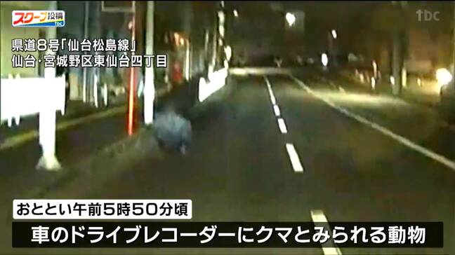 26日夜も仙台市中心部でクマの目撃相次ぐ 同一個体か 川沿いを上流に移動した可能性も|TBS NEWS DIG