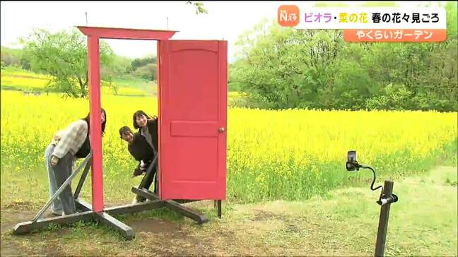 「めちゃくちゃきれい」ビオラや菜の花が咲き誇る美しい競演　宮城・加美町|TBS NEWS DIG