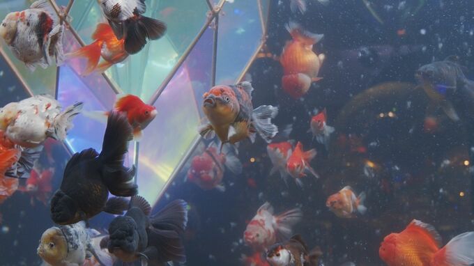 【写真あり】2000匹の金魚とアートが楽しめる　「沖縄金魚ミュージアム」がオープン　沖縄県豊見城市|TBS NEWS DIG