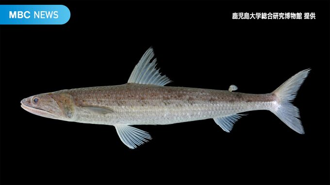 奄美の海で新種の魚「ドロゾメエソ」発見　大島紬にちなみ命名|TBS NEWS DIG