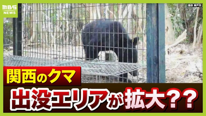 【天橋立でクマ目撃】「今は生息範囲が複雑に広がる時期」関西で出没エリア拡大の可能性も？大阪は「淀川の河川敷をつたって…」神戸・姫路は「生息できる質の森林が…」【専門家解説】|TBS NEWS DIG