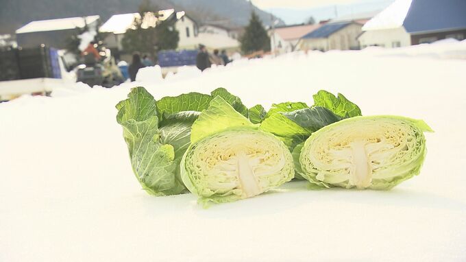 「キャベツ掘るより雪かいてる」暖冬から一転、大雪で雪下キャベツの収穫に異変　福島　|　福島のニュース│TUF
