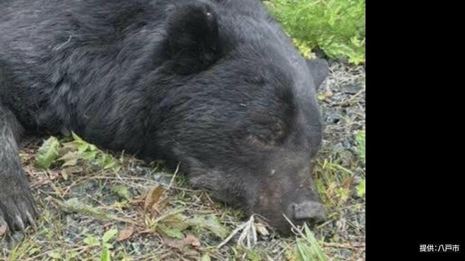 【詳報】約140cmのオスの成獣1頭を駆除　八戸市でクマの「緊急銃猟」　現場は八戸港に面する工場施設集積エリアの一角　別地区でもクマ目撃　駆除のクマとは別の個体とみられ市が警戒強める　青森県|TBS NEWS DIG