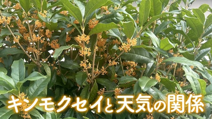 キンモクセイはくもりの日に香りやすい？天気とキンモクセイの関係　|　RCC NEWS | 広島ニュース | RCC中国放送
