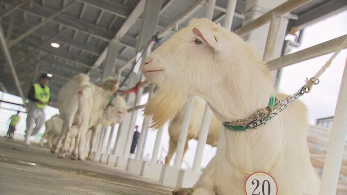 沖縄ナンバーワンの「肉用ヤギ」決まる　上位に選ばれたヤギの運命は・・・　|　沖縄のニュース｜RBC 琉球放送