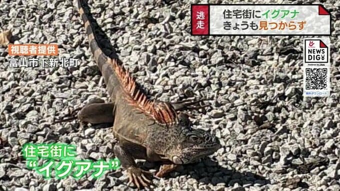 「不用意に近づかないで…」住宅街に消えた “イグアナ” どこに？一夜明けても手がかりなし　富山　|　富山のニュース｜天気・防災｜チューリップテレビ