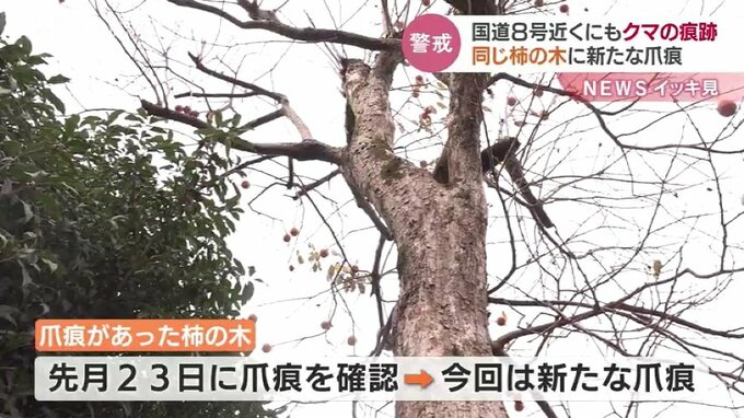 【クマ出没情報】富山市市街地のさらに海側…国道8号北側の住宅で柿の木にクマの爪痕　10月23日のもとは違い新たなもの…|TBS NEWS DIG