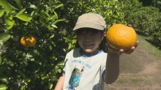 1袋1000円で詰め放題！収穫体験に長い列　恒例「夏みかんまつり」　山口・萩　|　山口のニュース・天気・防災｜tys NEWS｜ｔｙｓテレビ山口