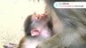 「赤ちゃんがあんな怖いマンドリルになるなんて…」16日からのいち動物公園で公開　|　高知のニュース・天気｜KUTV NEWS | KUTVテレビ高知