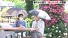 会場に華やかな香り　地元最大のイベント「福山ばら祭」が開幕　新品種や関連グッズを紹介　広島県福山市　|　RCC NEWS | 広島ニュース | RCC中国放送