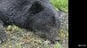【詳報】約140cmのオスの成獣1頭を駆除　八戸市でクマの「緊急銃猟」　現場は八戸港に面する工場施設集積エリアの一角　別地区でもクマ目撃　駆除のクマとは別の個体とみられ市が警戒強める　青森県　|　青森のニュース│ATV NEWS│青森テレビ