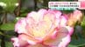 山里に多彩なバラの花　賑やかに250種類・550本の花が咲き誇る　四万十市西土佐「藤の瀬バラ園」　|　高知のニュース・天気｜KUTV NEWS | KUTVテレビ高知
