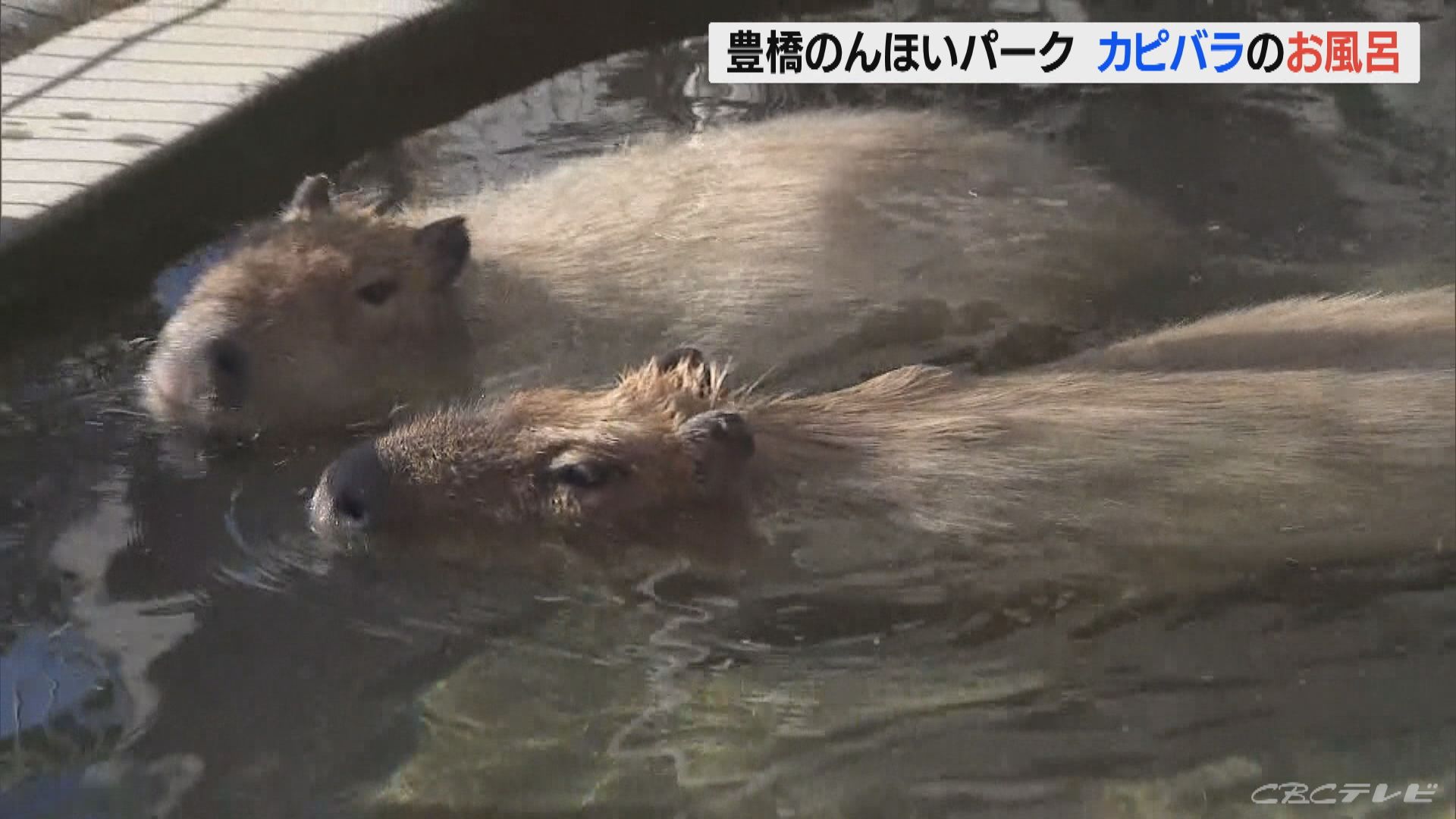 いい湯だな！　カピバラが動物園の露天風呂でゆったり