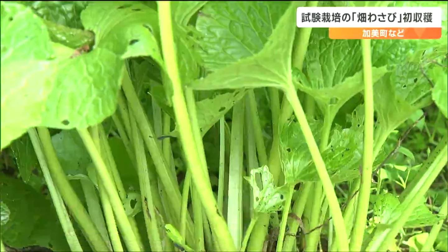試験栽培の「畑わさび」初収穫 主に茎の部分を業務用として名古屋の