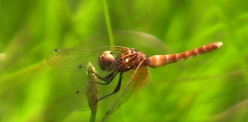 とんぼ様 img_013ff2ffd2803a78d59c40ca27