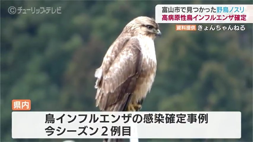 野鳥のノスリ「高病原性鳥インフルエンザ」と確定 警戒強まる 富山