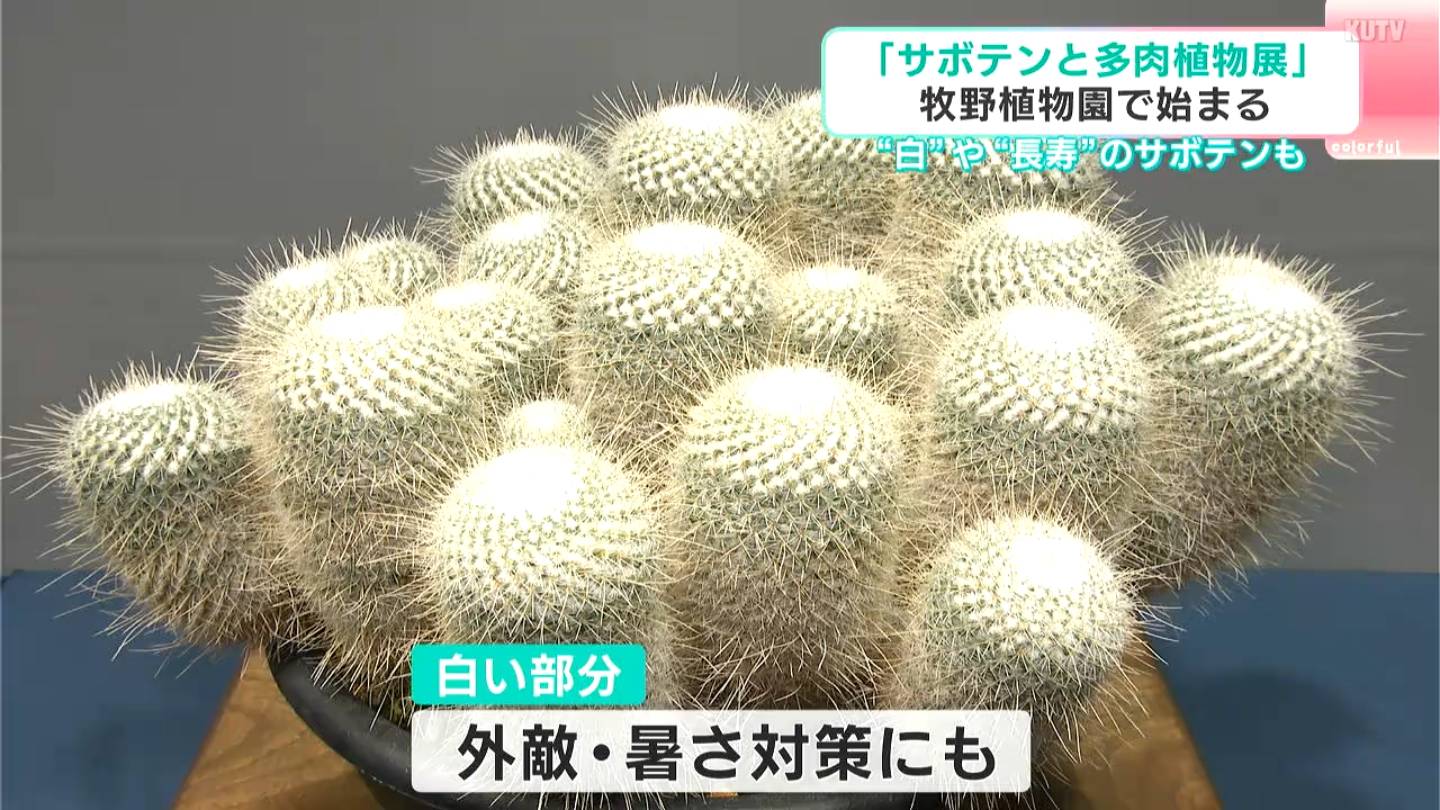 遥かな白銀の山々のふもとのサボテンのある風景 白いサボテン”など134鉢が牧野植物園に大集合！ 「サボテンと多肉植物