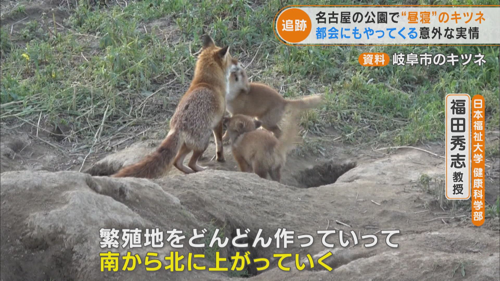 激撮!なぜ名古屋にキツネが!? 市内7つの区でも確認され生息域拡大か | TBS NEWS DIG (1ページ)