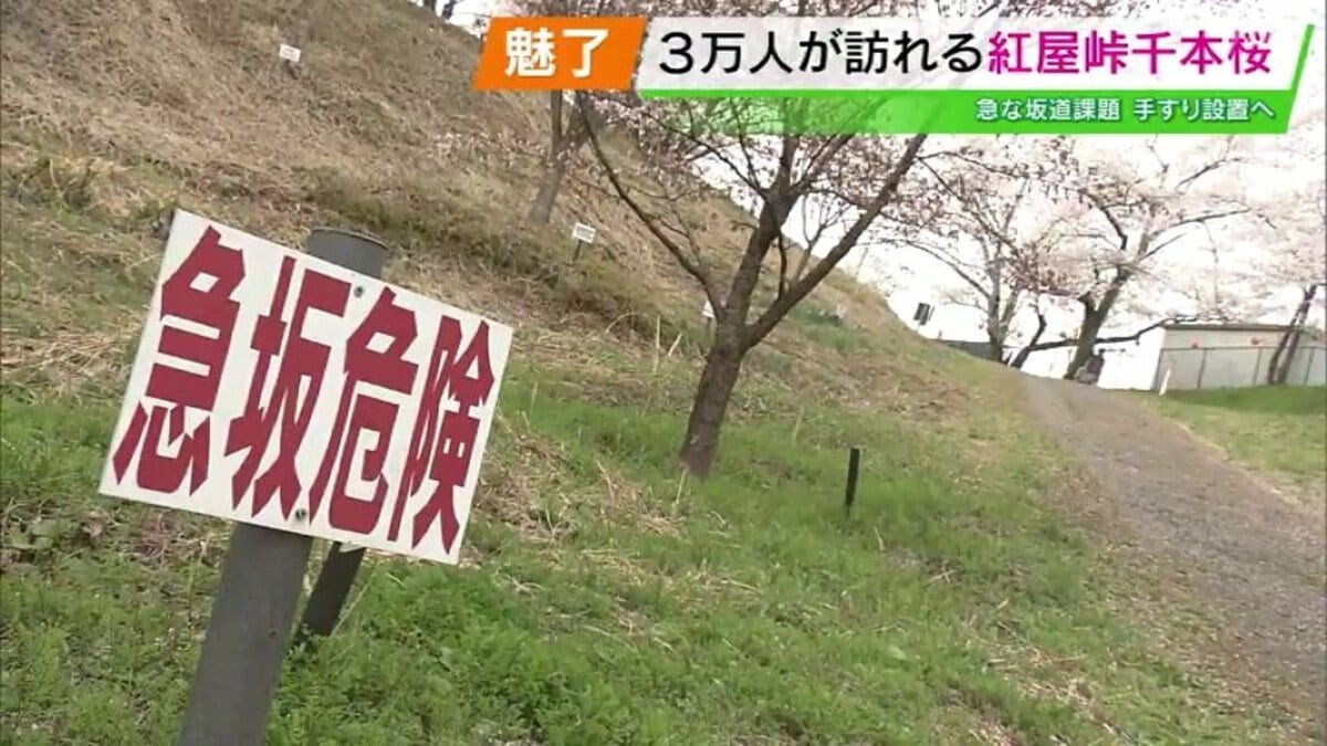 急な坂道が課題…3万人を魅了する千本桜 ビールメーカーの支援受け