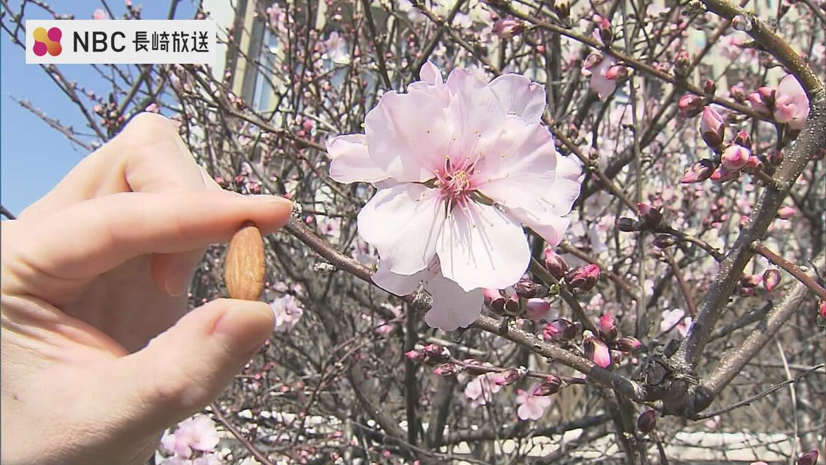 桜じゃなかと？？」日本二十六聖人記念館に春の便り“アーモンドの花