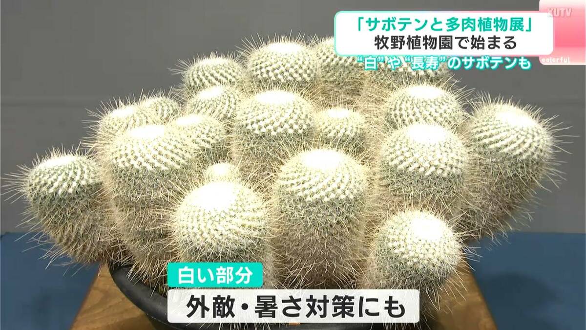 “白いサボテン”など134鉢が牧野植物園に大集合！　「サボテンと多肉植物展」が開催【高知】