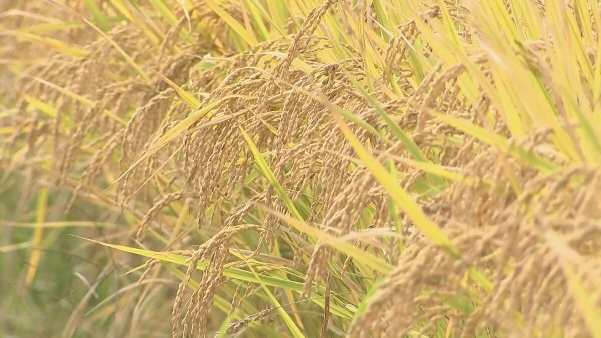 大分県産米、新指標「作況単収指数」107で確定　収穫量も大幅増