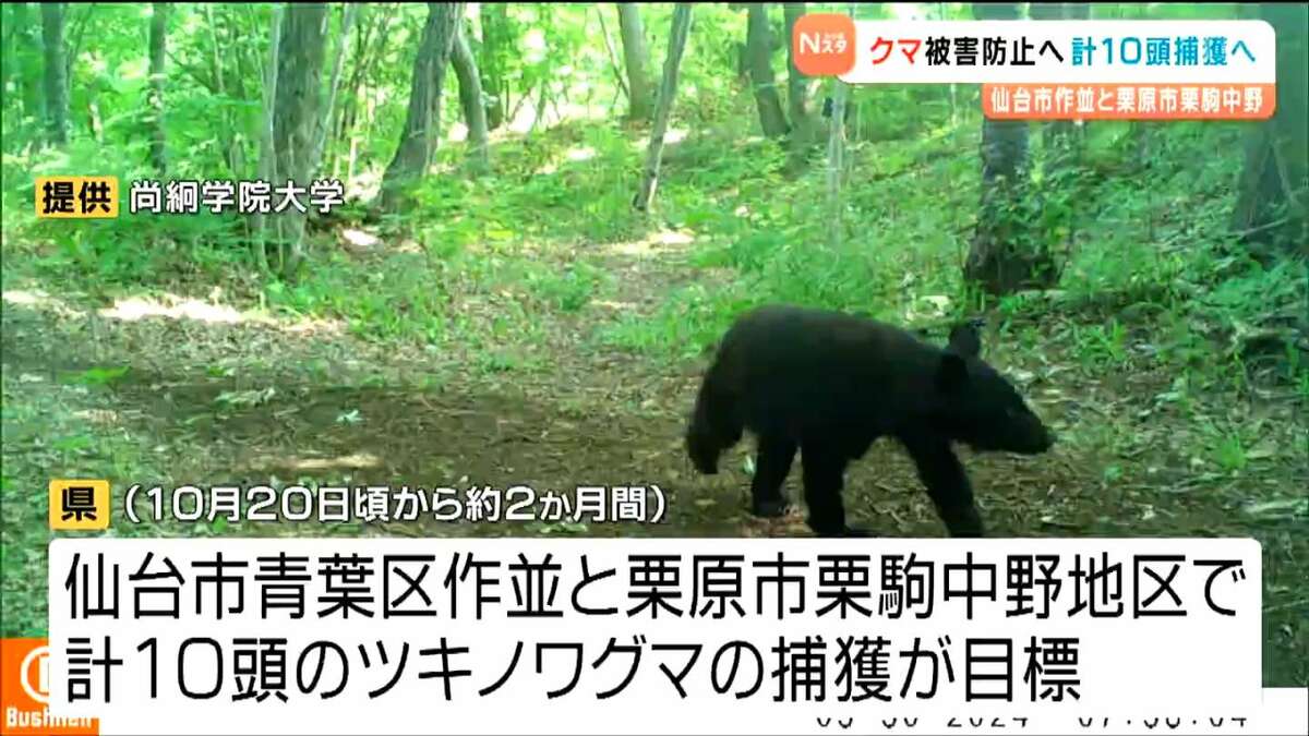ツキノワグマ目撃相次ぐ中 10月から人里に近い地域で10頭捕獲へ 宮城 
