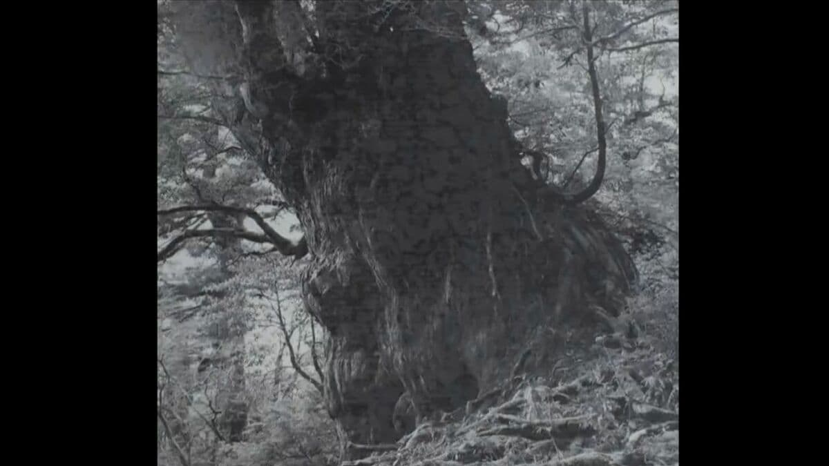 縄文杉」確認から60年 “屋久島のシンボル”直面する新たな課題 鹿児島