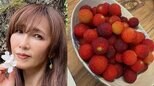【 工藤静香 】 赤く実った「山桃」の収穫を報告 こだわりの手作りピクルスやハーブ炭酸水にファンから「お洒落」「何でもある」と絶賛の声|TBS NEWS DIG