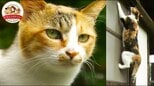 ネコを外に出してはいけない意外な理由 “驚異的な狩猟能力”が与える生態系への影響(どうぶつ奇想天外/WAKUWAKU)|TBS NEWS DIG