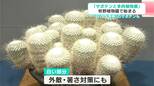 “白いサボテン”など134鉢が牧野植物園に大集合！　「サボテンと多肉植物展」が開催【高知】|TBS NEWS DIG