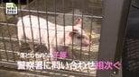 "落とし物"の子豚　保護するえびの警察署に問い合わせ相次ぐ|TBS NEWS DIG
