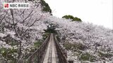 桜の中を通る吊り橋が“映えスポット”として人気に 長崎市琴海中央公園の桜【長崎ばーどアイ】 | 長崎のニュース | 天気 | NBC長崎放送