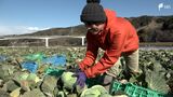 「畑を引き受けて見栄えのいい産地にできれば」遊休農地で高騰続くキャベツ栽培 自治体も民間企業を誘致へ | 静岡のニュース | SBSNEWS | 静岡放送