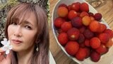 【 工藤静香 】　赤く実った「山桃」の収穫を報告　こだわりの手作りピクルスやハーブ炭酸水にファンから「お洒落」「何でもある」と絶賛の声|TBS NEWS DIG