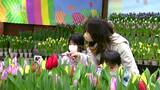 新春に彩り アイスチューリップ 長野・安曇野市|TBS NEWS DIG