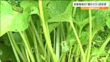 試験栽培の「畑わさび」初収穫 主に茎の部分を業務用として名古屋のメーカーへ出荷 宮城・加美町|TBS NEWS DIG