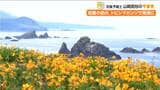 初夏の訪れを告げる一面のオレンジ色『トビシマカンゾウ』が見頃　佐渡の景勝地・大野亀【新潟県】|TBS NEWS DIG