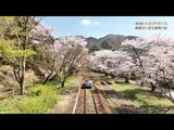 地域の人たちが守り育てた桜 廃線になった線路と駅に咲き誇る 日之影町・深角駅 | MRTニュース | MRT宮崎放送