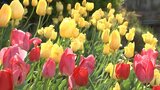 盛岡2.5℃ 肌寒い朝に 開運橋たもとの花壇ではチューリップ鮮やかに | IBC NEWS | IBC岩手放送