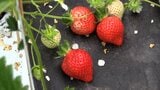 福岡県のブランドイチゴ「あまおう」県外でも生産可能に!? ”育成者権”期限切れで苗の流出懸念 知事「県内に限定」 生産者は「一抹の不安も・・・」 | 福岡のニュース|RKB NEWS|RKB毎日放送